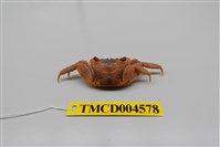 藏品(雙齒近相手蟹)的圖片